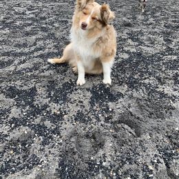 Toy Australian Shepherd Puppies from Pairadice puppies