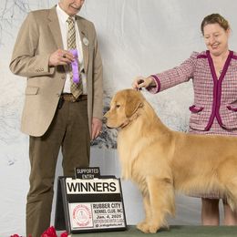 Golden Retrievers from Bryeridge Goldens