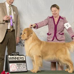 Golden Retrievers from Bryeridge Goldens
