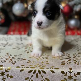 Girl 1 - Black and tan female Pembroke Welsh Corgi puppy in Rosharon, Texas from Morning Glory Corgis