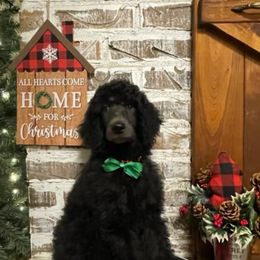 Poodle Puppies from Angies Standard Poodles