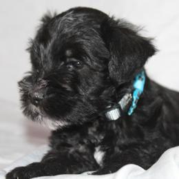 Black Boy 1 - Black male Miniature Schnauzer puppy in Spring Hill, Florida from Suncoast Miniature Schnauzers