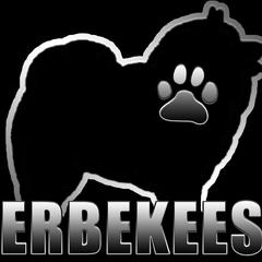 Girl 2 - Black and silver female Keeshond puppy in Fayetteville, Tennessee from Erbekees-Keeshonden