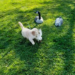 Golden Retrievers from Cashmere Golden Retrievers