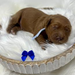 Blue Male - Apricot male Goldendoodle puppy in Great Falls, Montana from Montana Goldendoodles