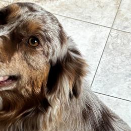 Australian Shepherds from KDL Homestead