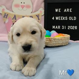 Blue collar boy - Light golden male Golden Retriever puppy in Rochester, Washington from Grand Mound Goldens