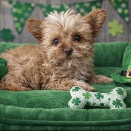 Yorkshire Terrier Puppies from Prissy PawPals