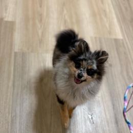 Ace - Blue merle male Pomeranian puppy in Phoenix, Arizona from Luxpomz