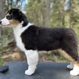 Australian Shepherd and Golden Retriever Puppies from Barking Creek Ranch
