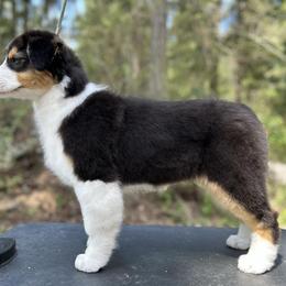 Australian Shepherd and Golden Retriever Puppies from Barking Creek Ranch