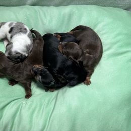 Dachshund Puppies from JnA Dachshunds