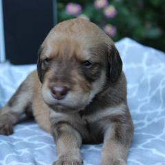 Labradoodle Puppies from Tiny Tally Tails