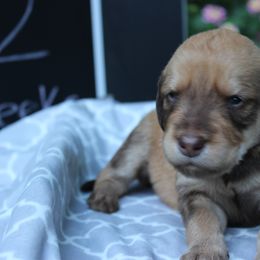 Labradoodle Puppies from Tiny Tally Tails