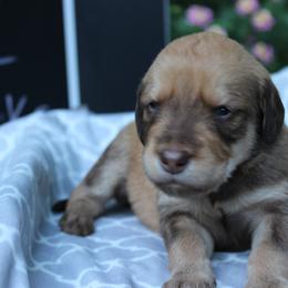 Labradoodle Puppies from Tiny Tally Tails