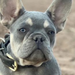 French Bulldogs from Desert Soul Frenchies