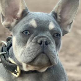 French Bulldogs from Desert Soul Frenchies