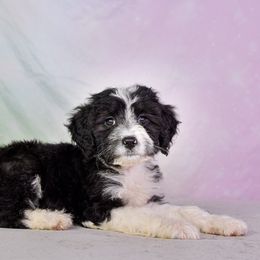 Aussiedoodle Puppies from Dreamcatcher Dogs