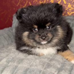 Bruno - Black and tan male Pomeranian puppy in Los Angeles, California from AMAYSING Pups