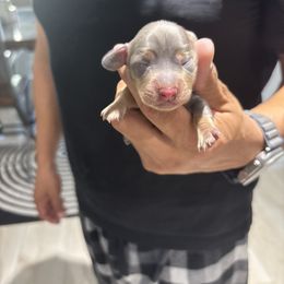 Junie - Gray (blue) and tan female Dachshund puppy in Tomball, Texas from Gutierrez House of Doxies