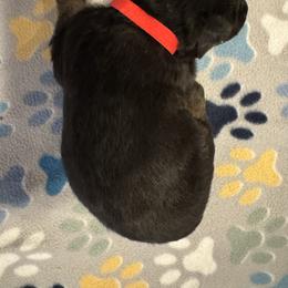 Red - Black male German Shepherd puppy in La Follette, Tennessee from Moore German Shepherds