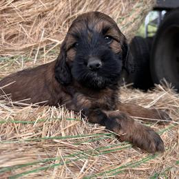 Goldendoodle puppies from 7 Sisters Cockapoos