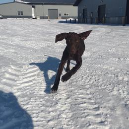 German Shorthaired Pointer puppies from Apple River Sporting and Detection Dogs