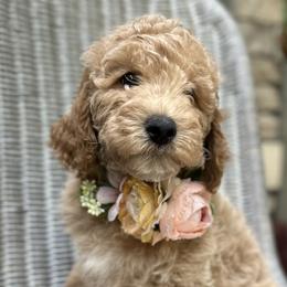 Poodles from MCB Puppies