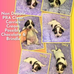 Dairy - Piebald female Dachshund puppy in Grove, Oklahoma from Dachs on the lake