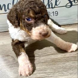 "Talullah" Bearded Retriever, Bernedoodle, and Poodle Puppies from Doodle Belle Puppy