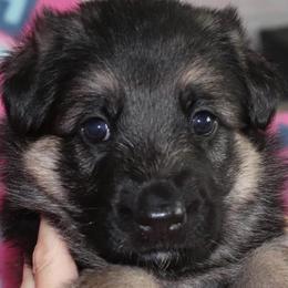 German Shepherds from Christine's German Shepherds