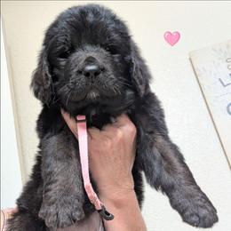 Newfoundland Female Pink Collar - Black female Newfoundland puppy in Burfordville, Missouri from Umfleet Farms