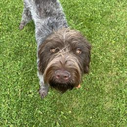 Moose - Wirehaired Pointing Griffon