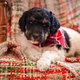Poodle Puppies from Setting the Standard Poodles