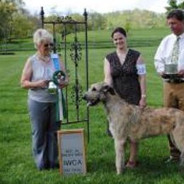 Irish Wolfhounds from Carroy Kennels Irish Wolfhounds