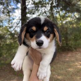 Hazel - Black and white female American Corgi puppy in Foreman Ar., Arkansas from Grassy Lake Corgis