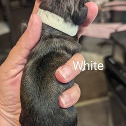 Girl 2 - Dachshund puppy in Homosassa, Florida from Foxies Doxies