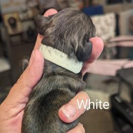 Girl 2 - Dachshund puppy in Homosassa, Florida from Foxies Doxies