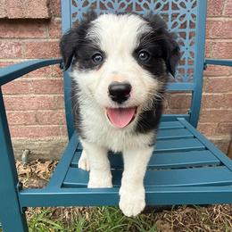 Till - Black and white male Border Collie puppy in Mckinney, Texas from Border Collies of Ruidoso