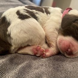 English Springer Spaniel Puppies from M L Springers