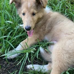 Cliff - Sable merle male Collie puppy in Yulee, Florida from Three Collie Farm