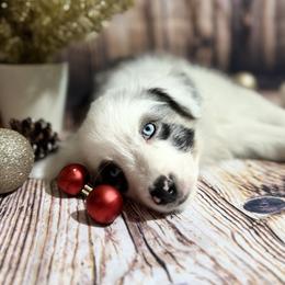 Miniature Australian Shepherd Puppies from Peace Creek Aussies