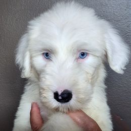Old English Sheepdogs and Sheepadoodles from Country Roads Sheepdogs & Doodles