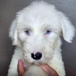 Old English Sheepdogs and Sheepadoodles from Country Roads Sheepdogs & Doodles