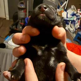 Yellow - Fawn sable male Belgian Malinois puppy in Boise, Idaho from Wings of Freedom Retrievers and Malinois