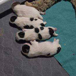 Boy 1 - Gold and white male Shih Tzu puppy in Owensboro, Kentucky from AKA Shih Tzu