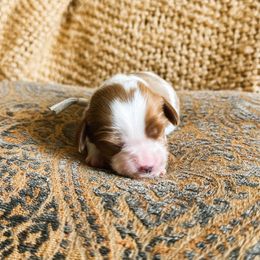 Joy - Blenheim female Cavalier King Charles Spaniel puppy in Agua Dulce, California from Windy Pines Ranch