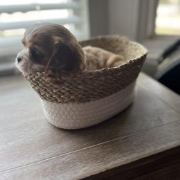 Cavalier King Charles Spaniel Puppies from SHANNON'S CAVALIERS