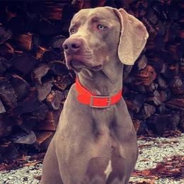 Weimaraners from Whispering Weimaraners