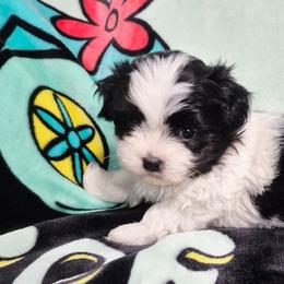 Bubba - Black and white male Mal-Shi puppy in Austin, Texas from Austin Maltese Babies